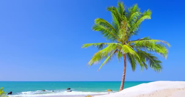 Palmiye ağacı ile kumlu plaj — Stok video