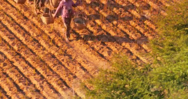 Burmese women from local village near Bagan walk through farmland field — Stock Video