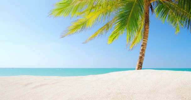 Playa de arena con palmera — Vídeo de stock