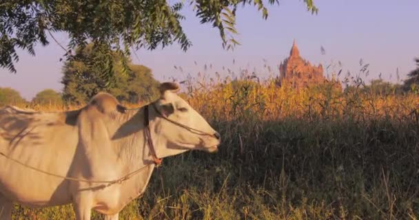 Vaca branca no Myanmar rural e templo budista antigo no fundo. Bagan. — Vídeo de Stock