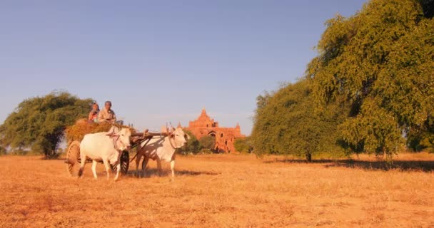 Burmese people on buffalo cart on field — Stock Video