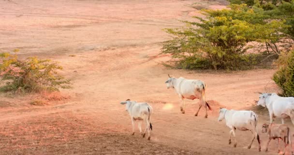 Livestock animals on rural road in Baga — Stock Video