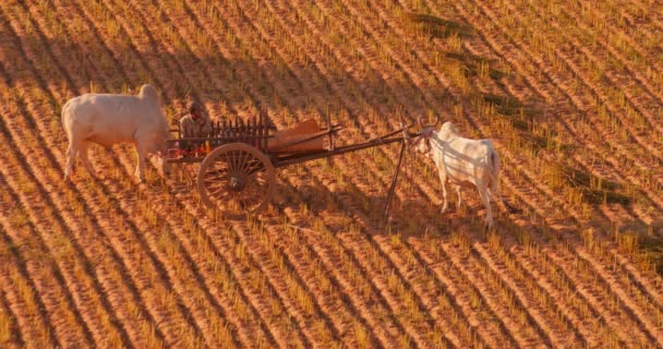 Camponês masculino birmanês fuma cigarro enquanto descansa após o trabalho de campo — Vídeo de Stock