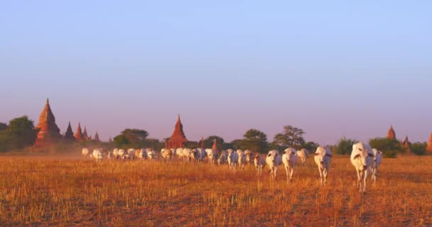 Besättningen kor går igenom fältet i Bagan — Stockvideo