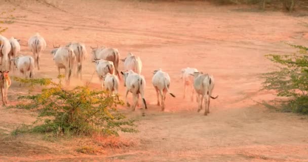 Animales de ganado en carretera rural en Baga — Vídeo de stock