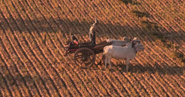 Burmese people on buffalo cart on field — Stock Video