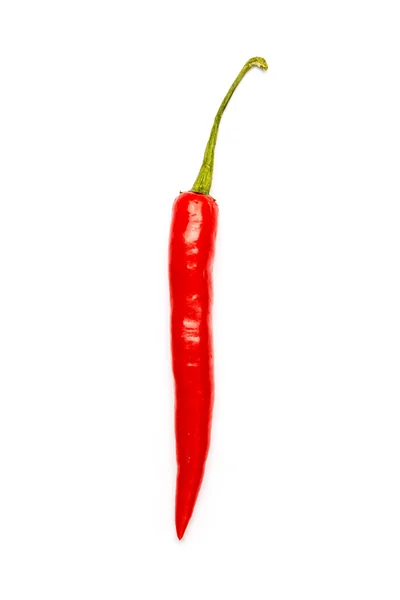 Chili paprika, elszigetelt — Stock Fotó