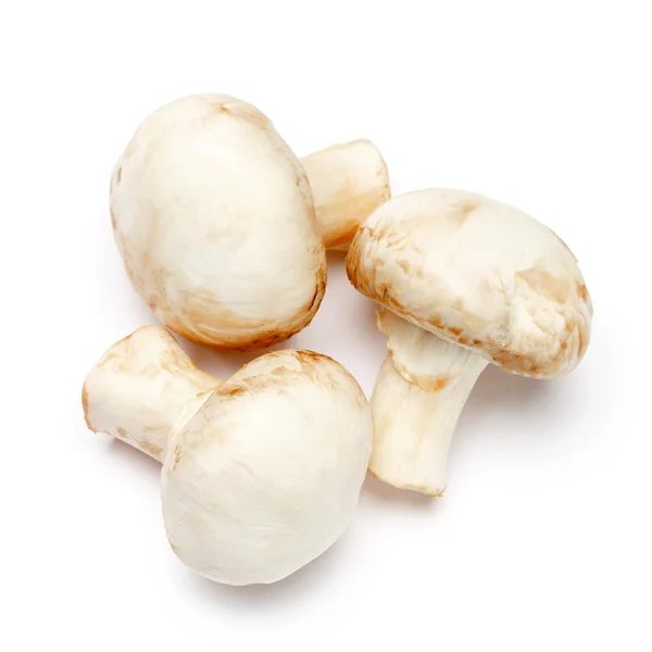 Champignon jamur diisolasi pada putih — Stok Foto
