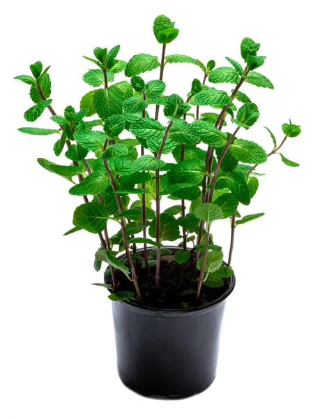 Planta fresca de menta en maceta aislada sobre fondo blanco — Foto de Stock