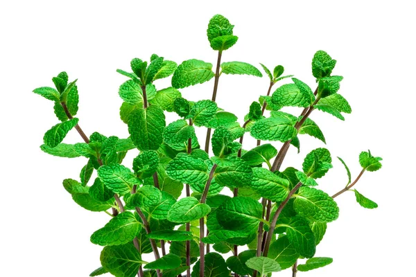 Bunch of Fresh mint plant isolated on white background — Stock Photo, Image
