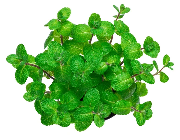 Bunch of Fresh mint plant isolated on white background — Stock Photo, Image