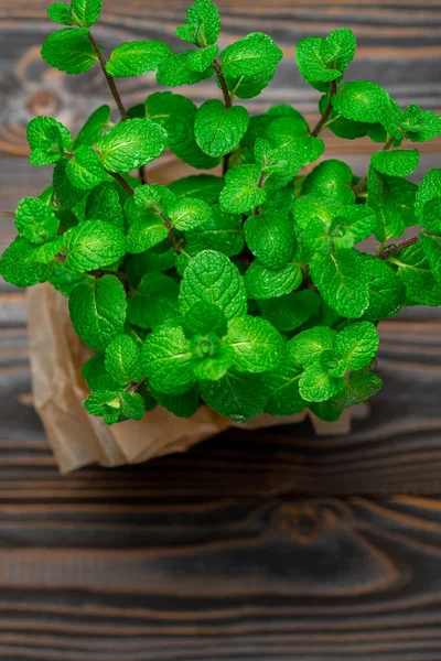 鍋に新鮮な天然有機ミントの植物 — ストック写真