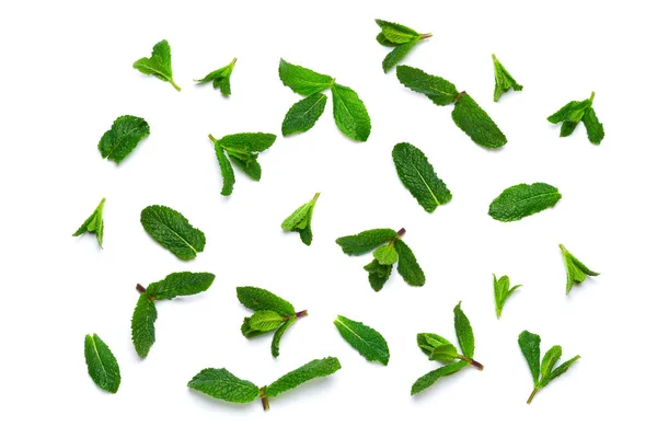 Hojas de menta verde fresca aisladas en blanco —  Fotos de Stock