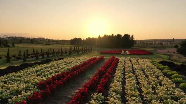 Peisaj pitoresc al Frumosului parc de vară Dobropark la răsărit de soare, Motyzhyn, Ucraina — Videoclip de stoc