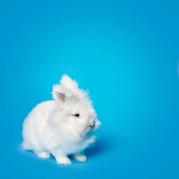 Video of white rabbit on blue screen — Stock Photo, Image