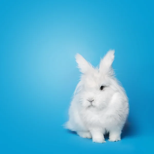 Vídeo de coelho branco na tela azul — Fotografia de Stock