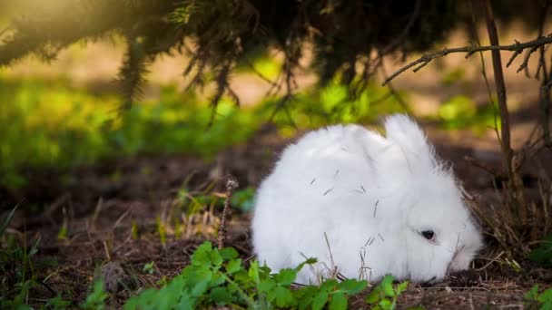 Відео білого кролика на відкритому повітрі — стокове відео
