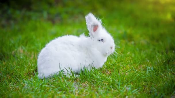 Vidéo de lapin blanc à l'extérieur — Video