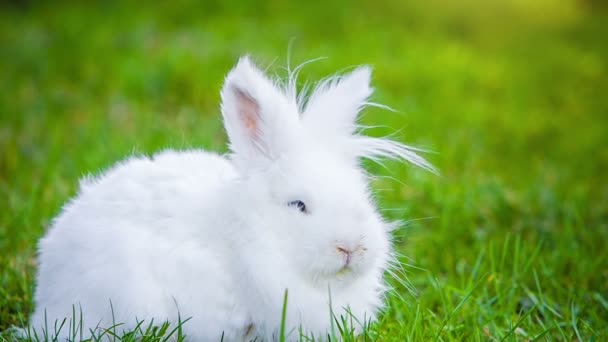 Vidéo de lapin blanc à l'extérieur — Video