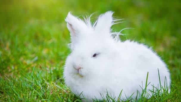 Video de conejo blanco al aire libre — Vídeo de stock