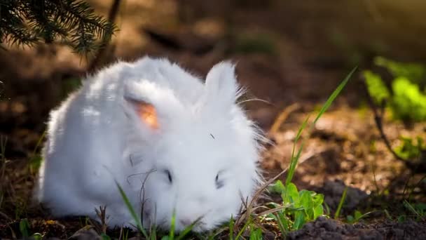 Video de conejo blanco al aire libre — Vídeos de Stock