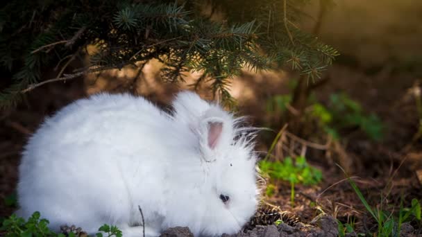 Video de conejo blanco al aire libre — Vídeo de stock