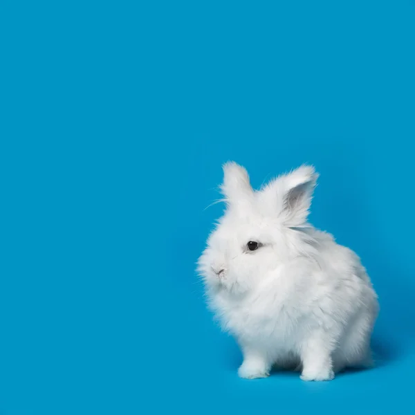 Vídeo de coelho branco na tela azul — Fotografia de Stock