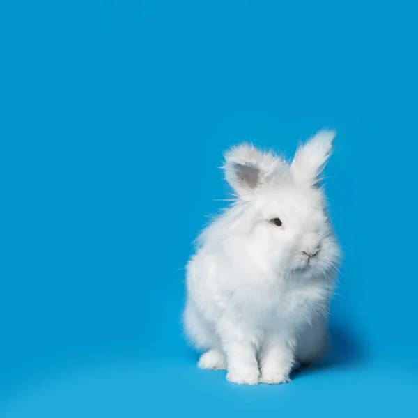 白兔在蓝色屏幕上的视频 — 图库照片