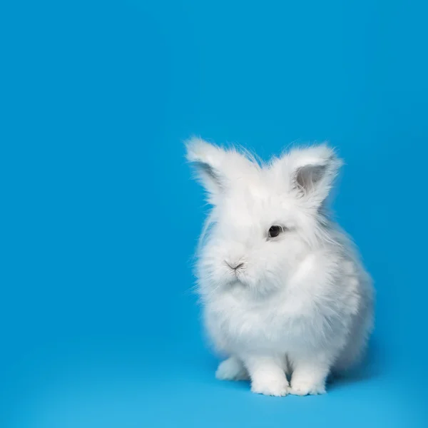 白兔在蓝色屏幕上的视频 — 图库照片