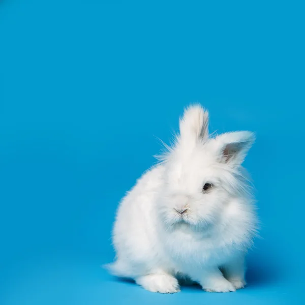 Video of white rabbit on blue screen — Stock Photo, Image