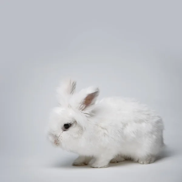 Film o biały królik na niebieski ekran — Zdjęcie stockowe