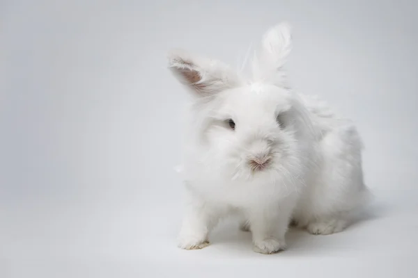 Vídeo de coelho branco na tela azul — Fotografia de Stock