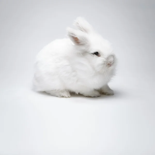 Video of white rabbit on blue screen — Stock Photo, Image