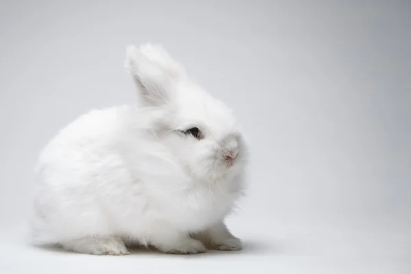 Vídeo de coelho branco na tela azul — Fotografia de Stock