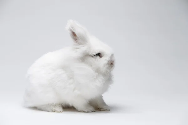Mavi ekranda beyaz tavşan video — Stok fotoğraf