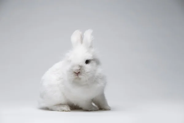 Video z bílého králíka na modré obrazovce — Stock fotografie