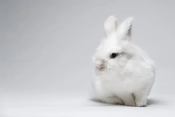 ब्लू स्क्रीन पर सफेद खरगोश का वीडियो — स्टॉक फ़ोटो, इमेज