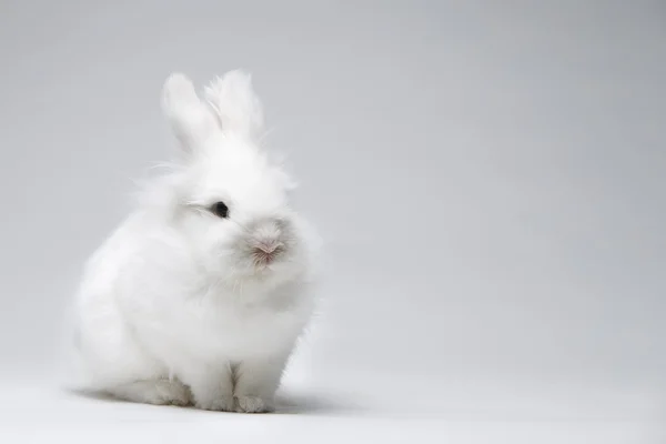 Vídeo de coelho branco na tela azul — Fotografia de Stock