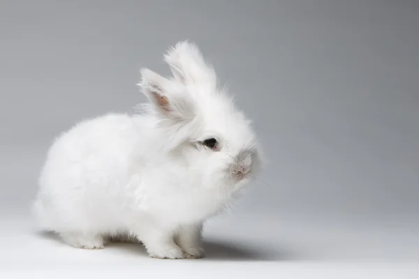 Video of white rabbit on blue screen — Stock Photo, Image