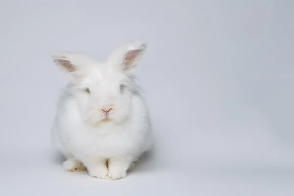 सफेद खरगोश — स्टॉक फ़ोटो, इमेज
