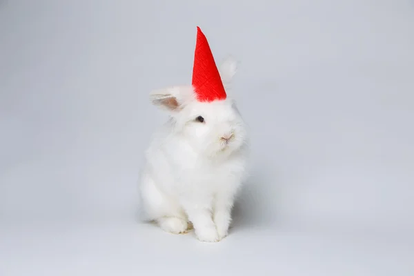 White rabbit — Stock Photo, Image