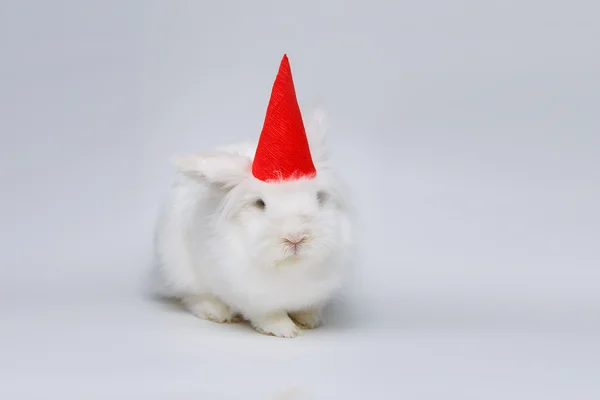 White rabbit — Stock Photo, Image