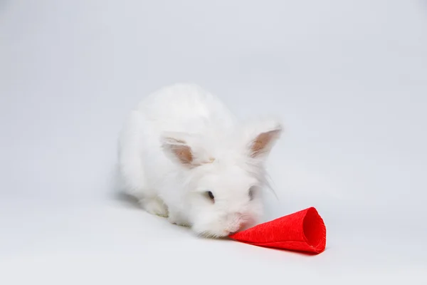 White rabbit — Stock Photo, Image