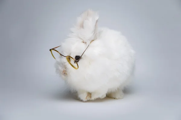 White rabbit — Stock Photo, Image