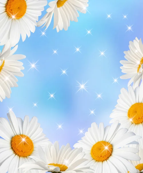 Daisy and stars — Stock Photo, Image