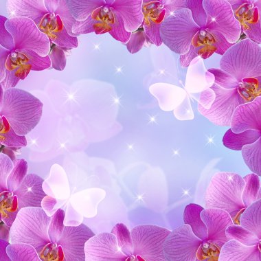 Orkide ve parlayan yıldız
