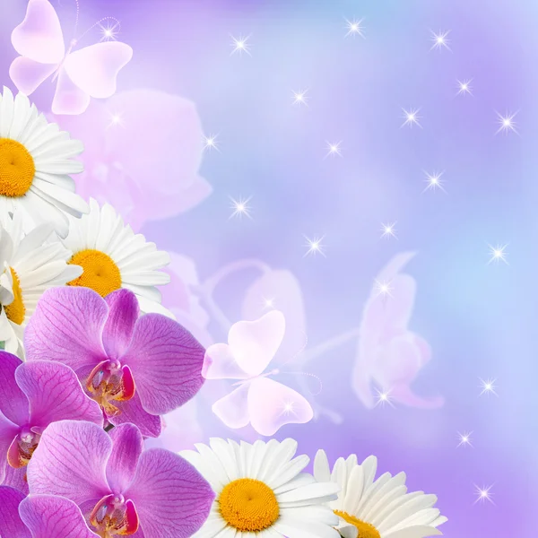 Gänseblümchen mit Orchideen und Sternen — Stockfoto