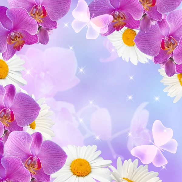 Margherita con orchidee e stelle — Foto Stock