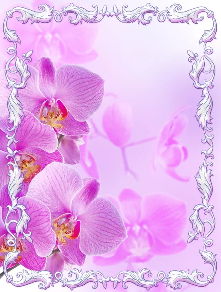 Pink orchids with vintage ornament — Stock Photo, Image