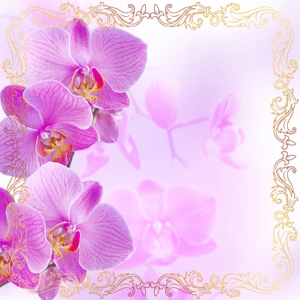 Pink orchids with vintage golden ornament — Stock Photo, Image